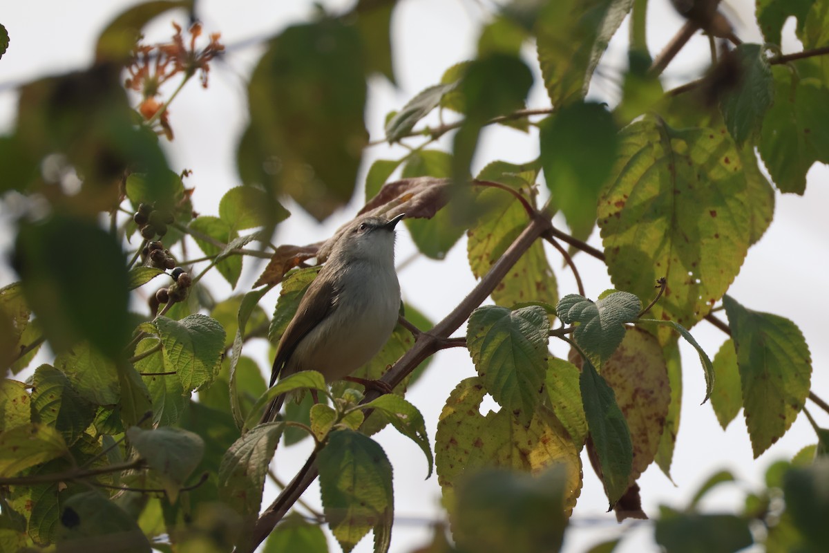 Graubrustprinie - ML646573476