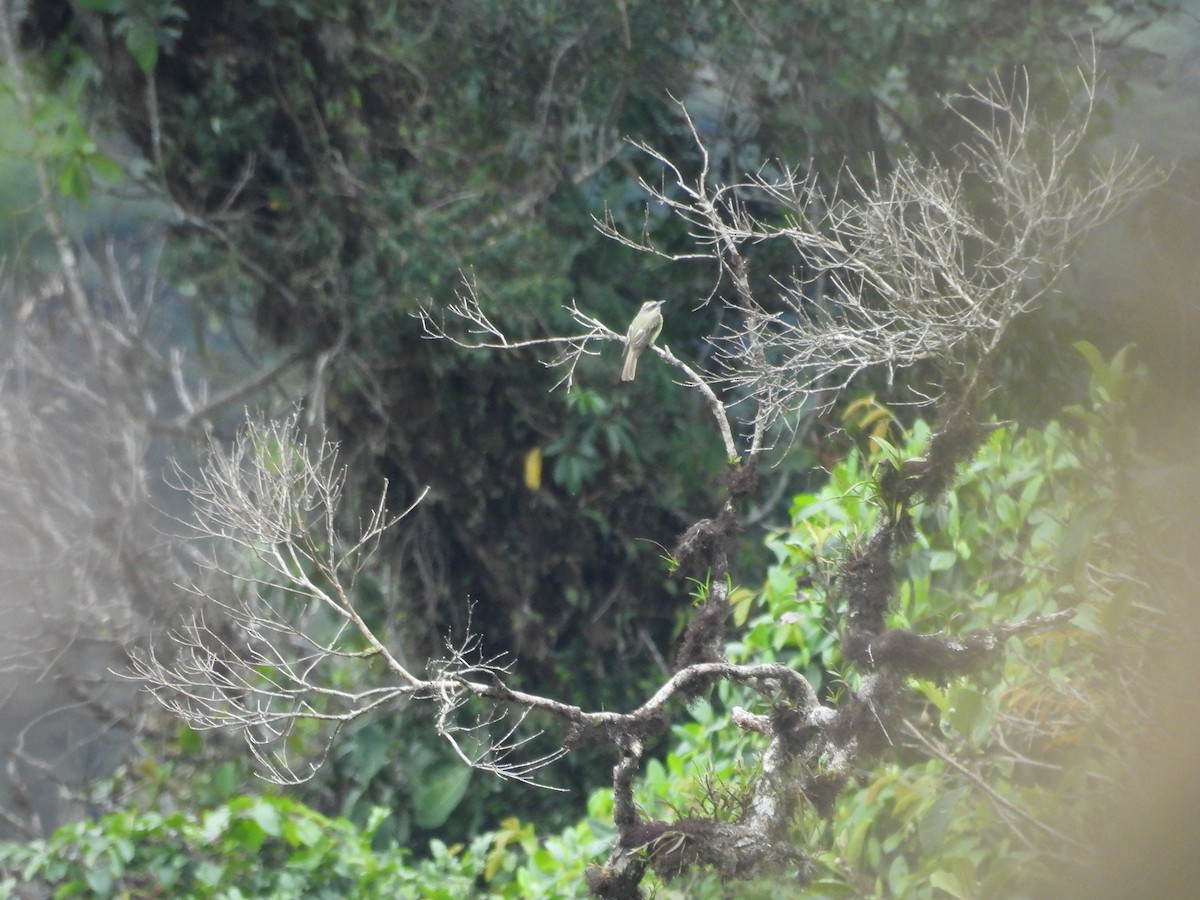 Golden-crowned Flycatcher - ML646573477