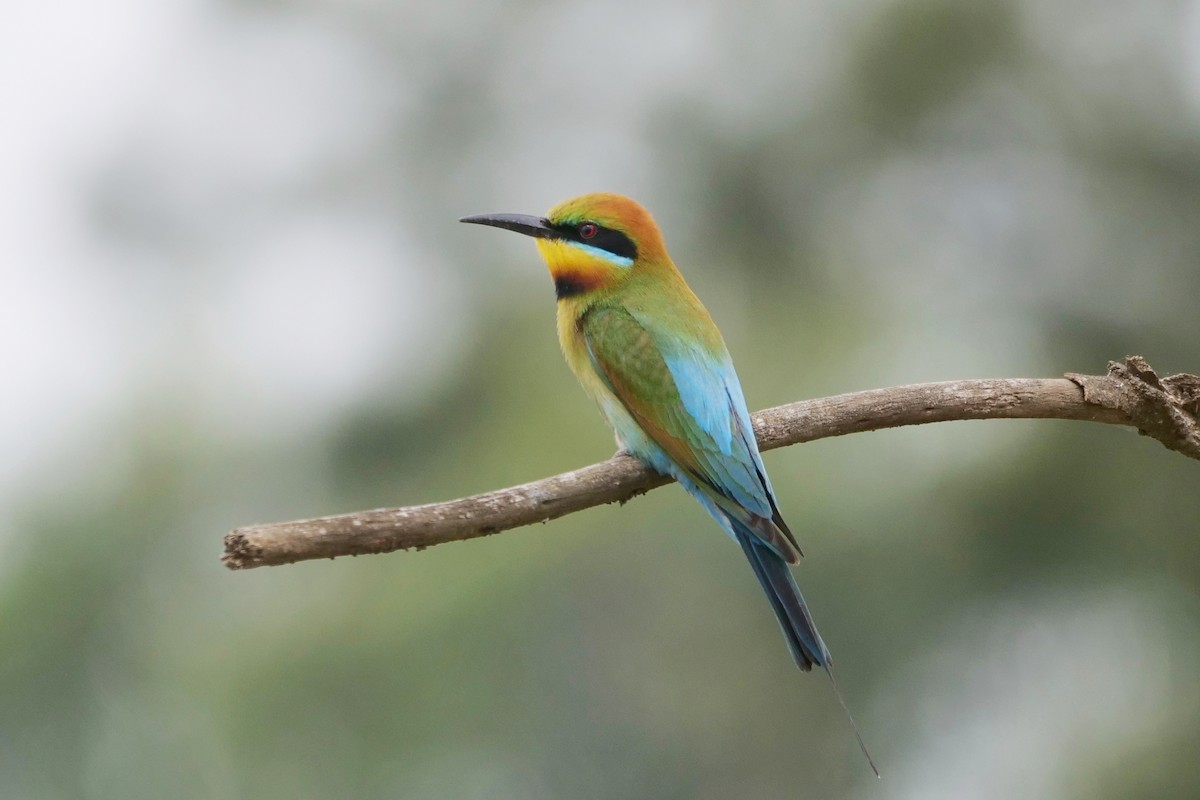 Rainbow Bee-eater - ML646573482