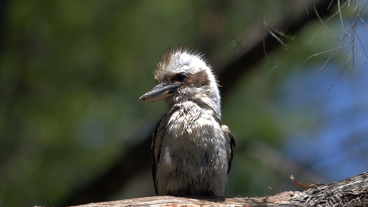 Laughing Kookaburra - ML646573483