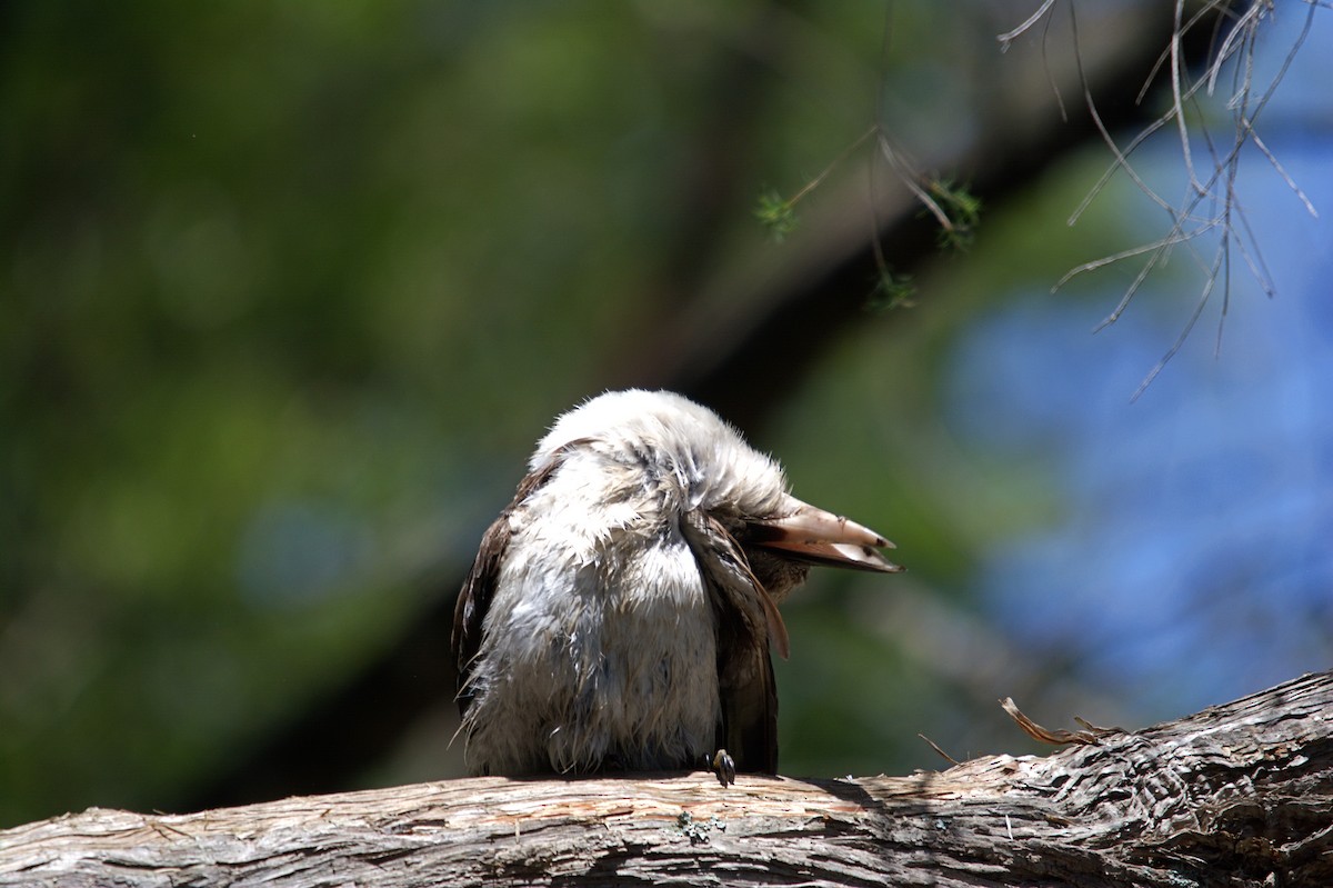 Laughing Kookaburra - ML646573484