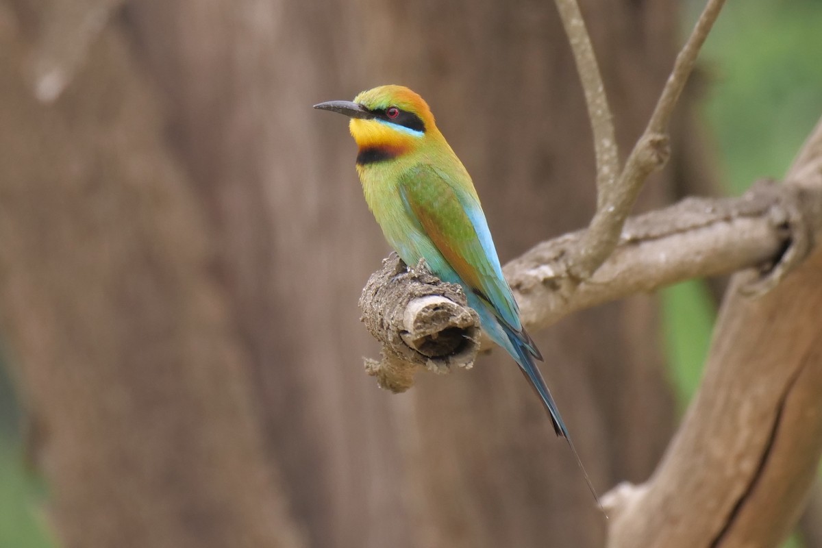 Rainbow Bee-eater - ML646573487