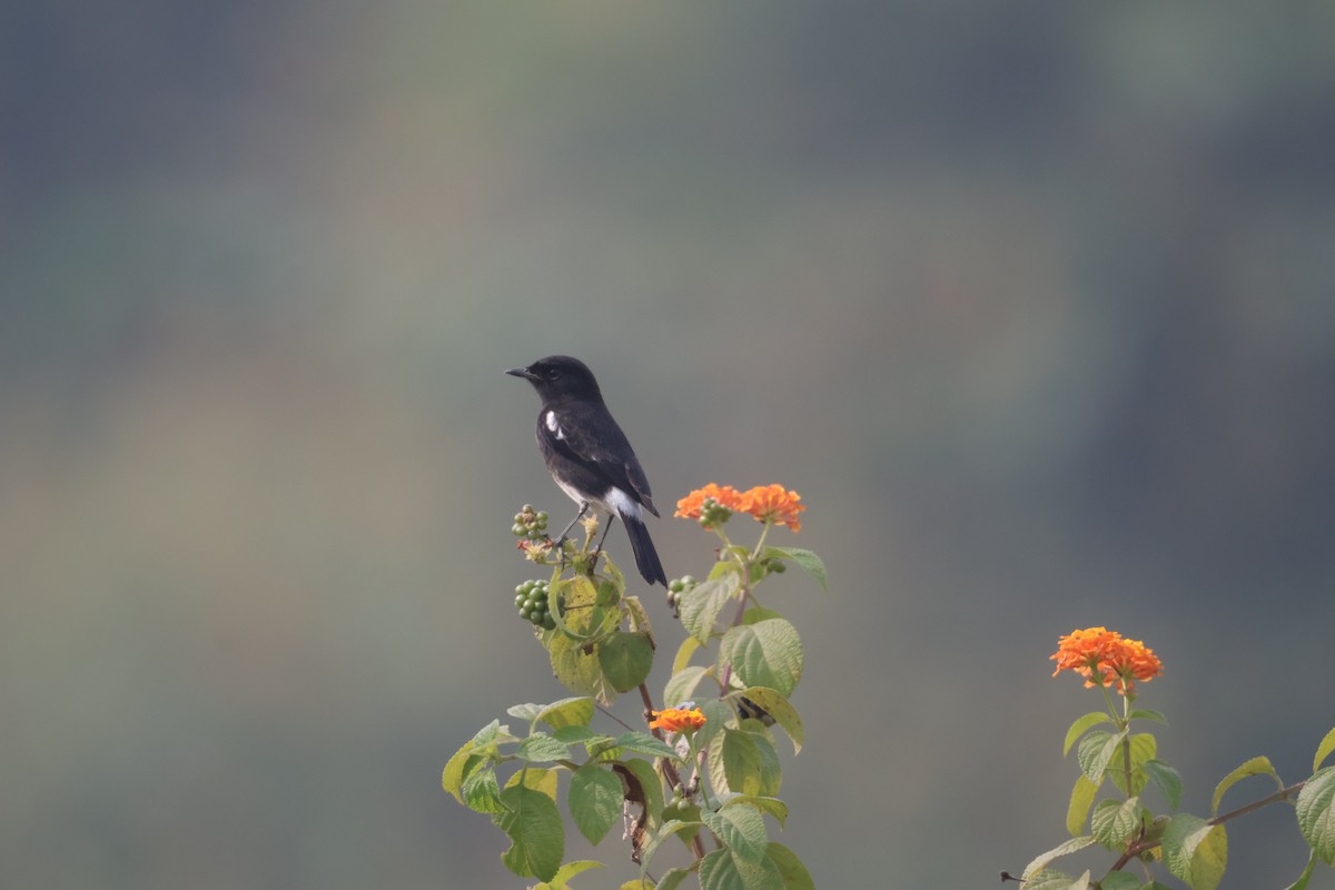 Elsterschmätzer - ML646573490