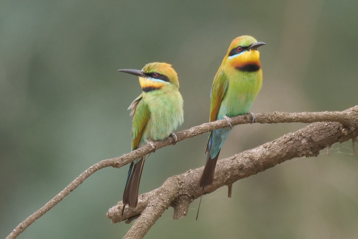 Rainbow Bee-eater - ML646573493