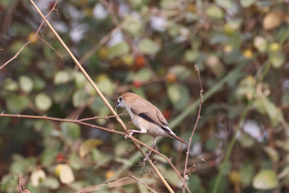 Indiensilberschnabel - ML646573505