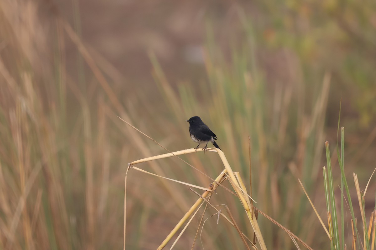 Elsterschmätzer - ML646573507