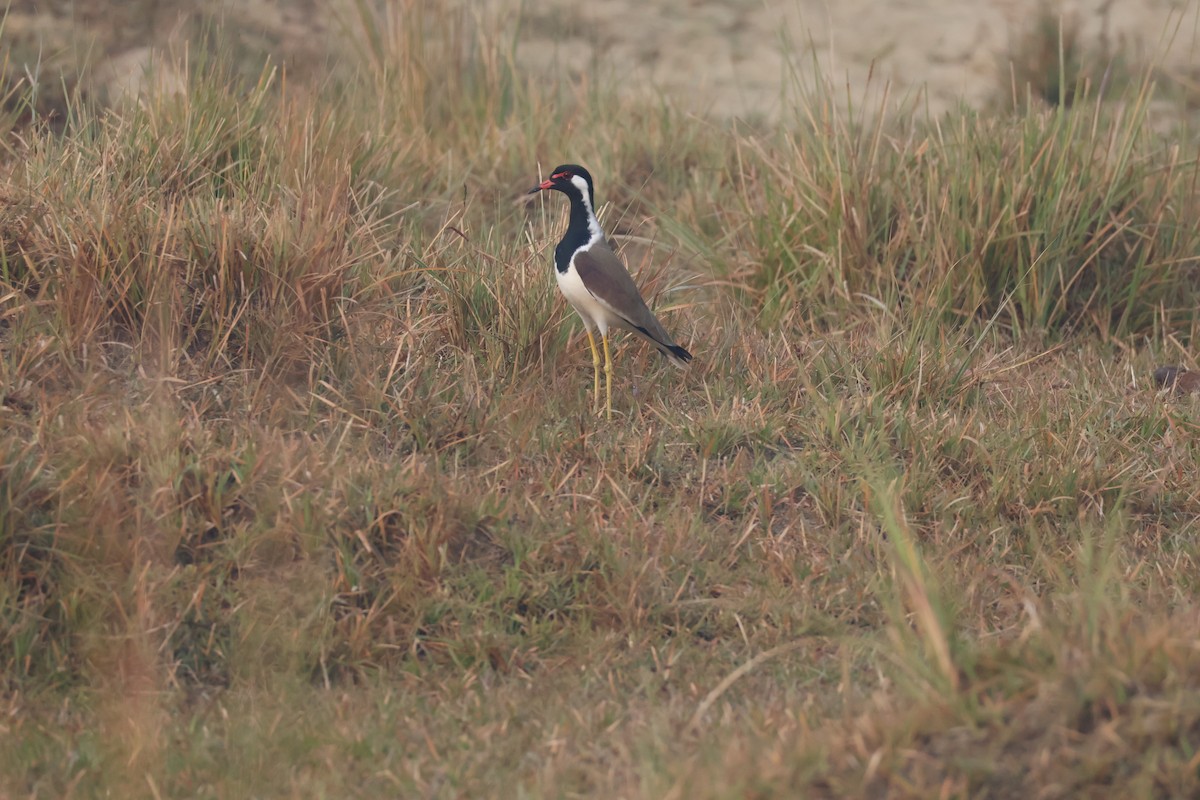 Rotlappenkiebitz - ML646573510