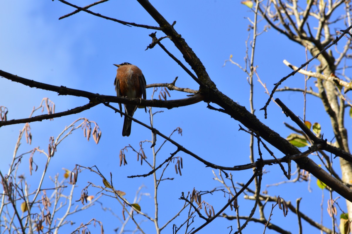 American Robin - ML646573511