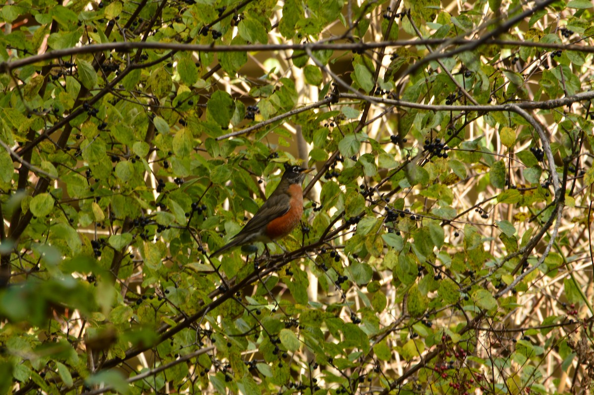 American Robin - ML646573512