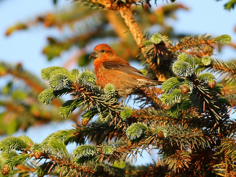 Red Crossbill - ML646573513