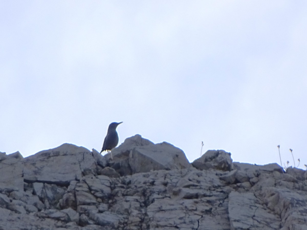 Blue Rock-Thrush - ML646573523