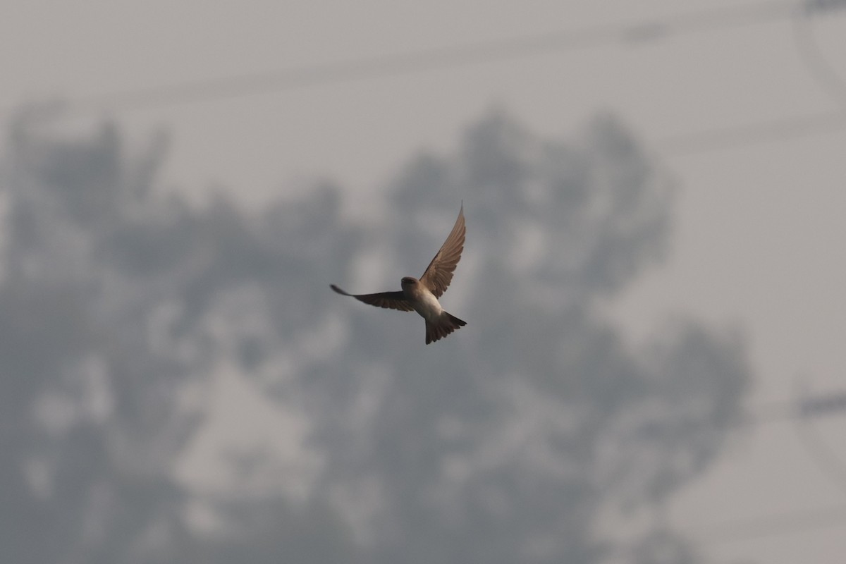 Graukehl-Uferschwalbe - ML646573528