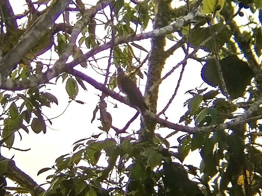 Grausperberkuckuck - ML646573532