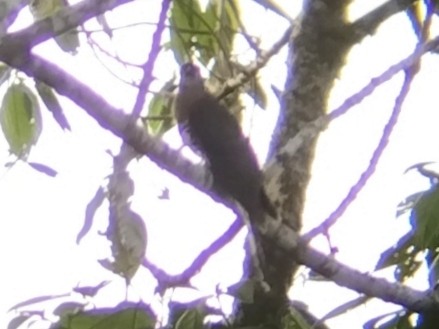 Dark Hawk-Cuckoo - ML646573533