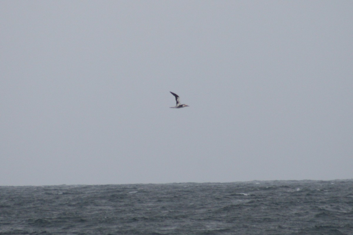 Australasian Gannet - ML646573536