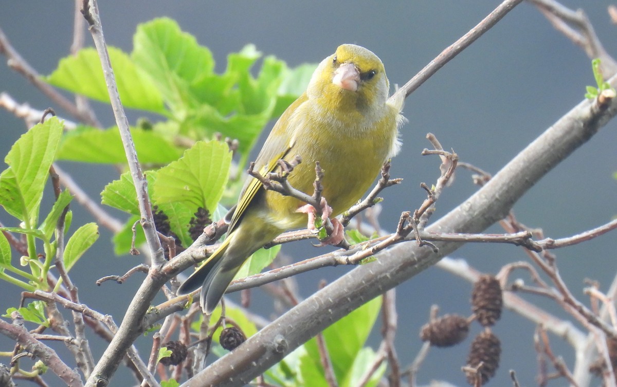 European Greenfinch - ML646573537