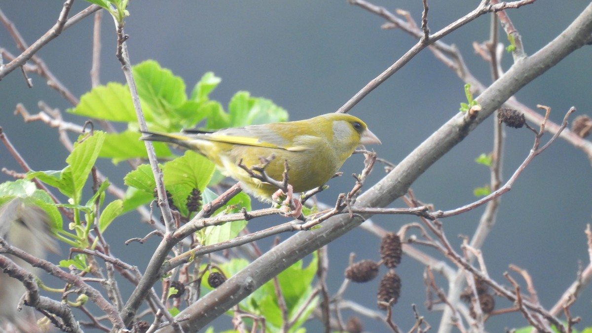 European Greenfinch - ML646573538