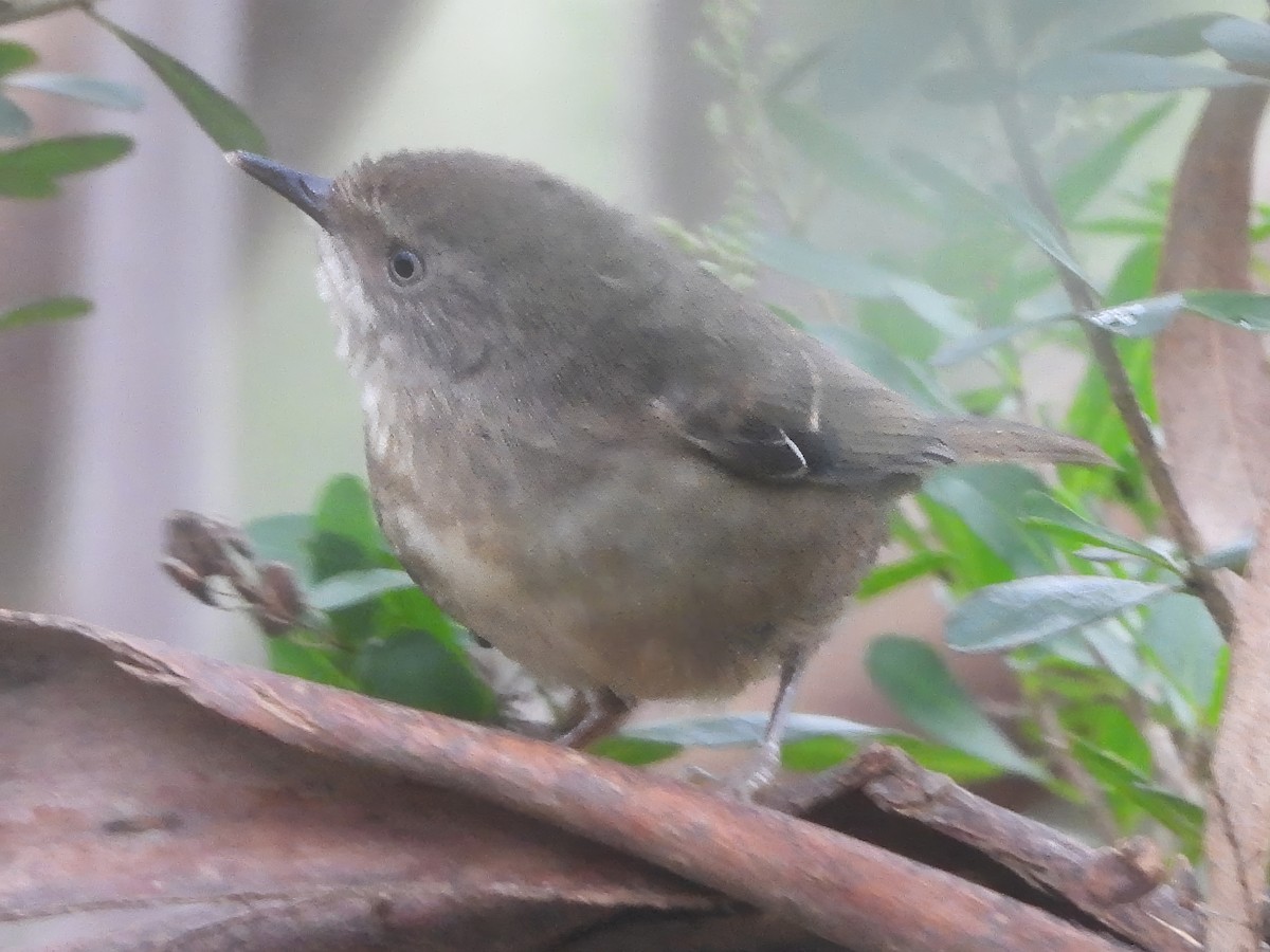 White-browed Scrubwren (White-browed) - ML646573542