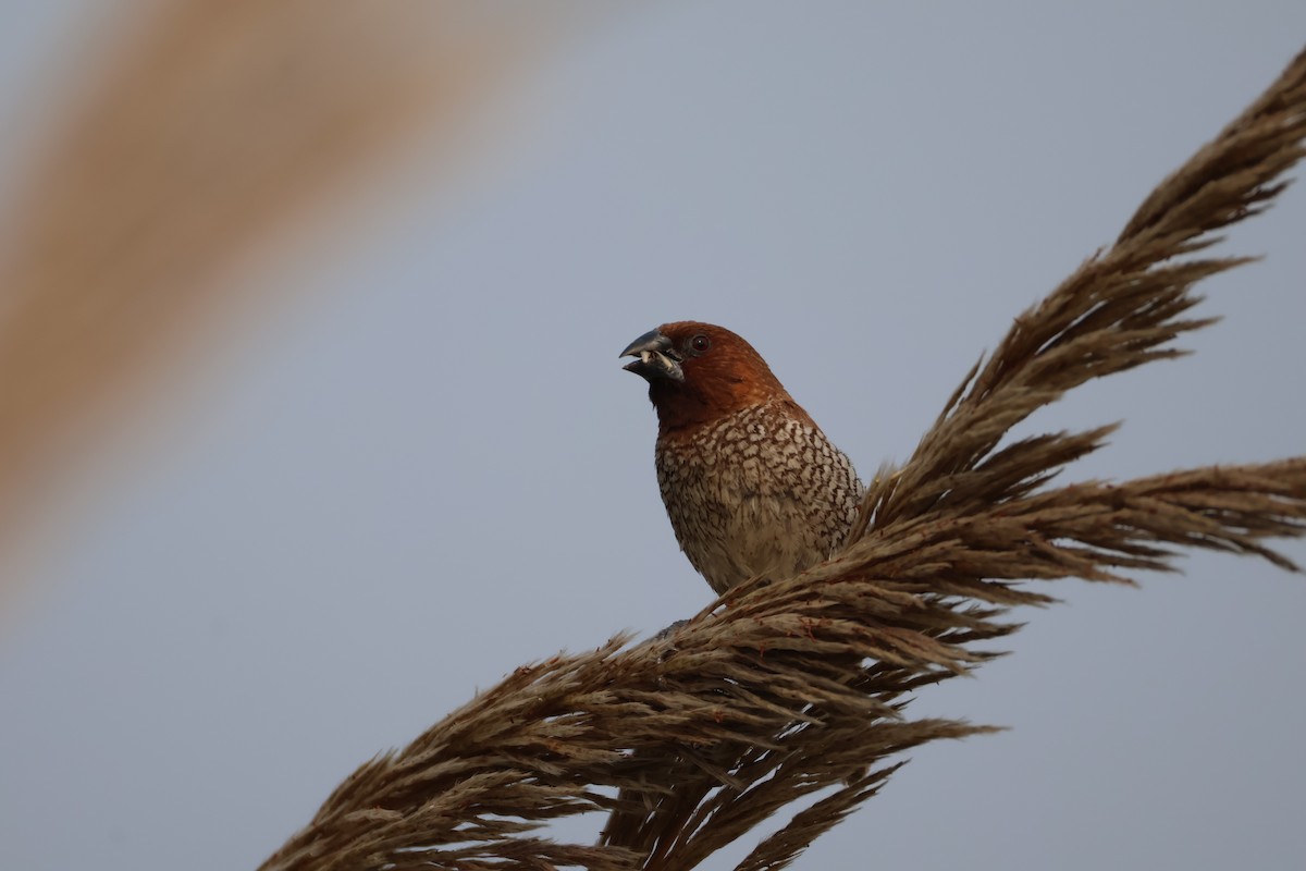 Muskatbronzemännchen - ML646573543