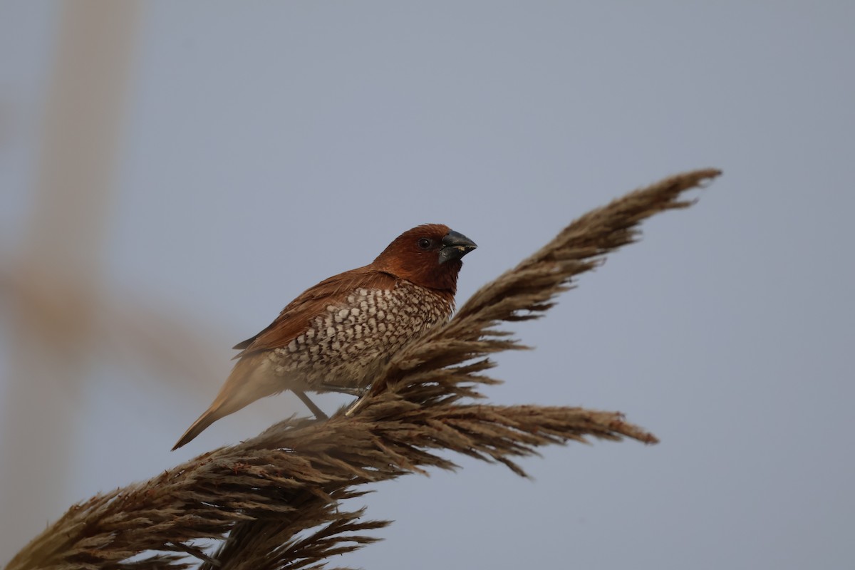 Muskatbronzemännchen - ML646573544