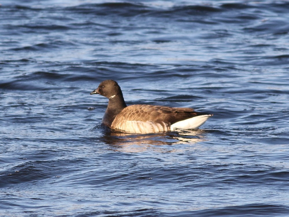 Brant (Pale-bellied) - ML646573545