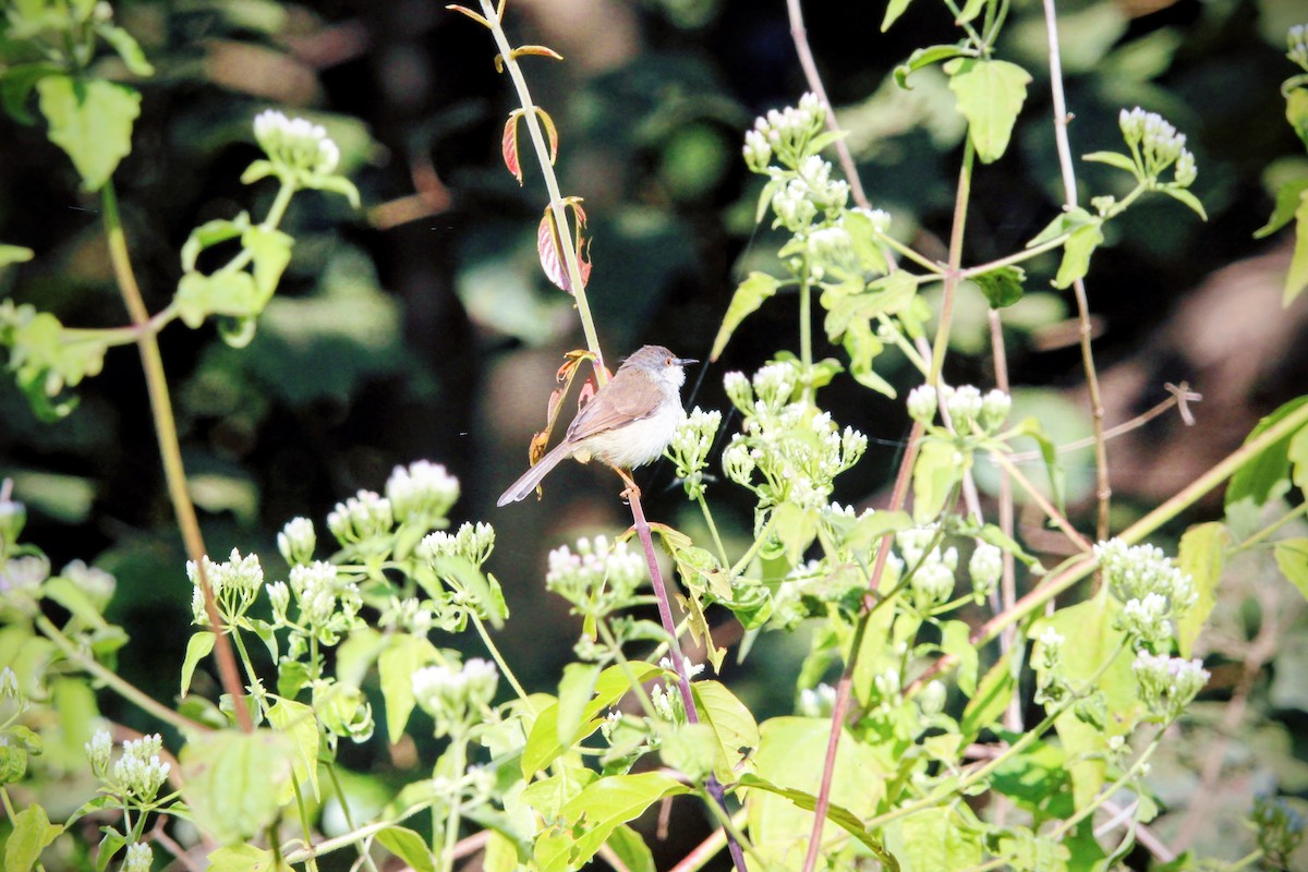 Gray-breasted Prinia - ML646573547