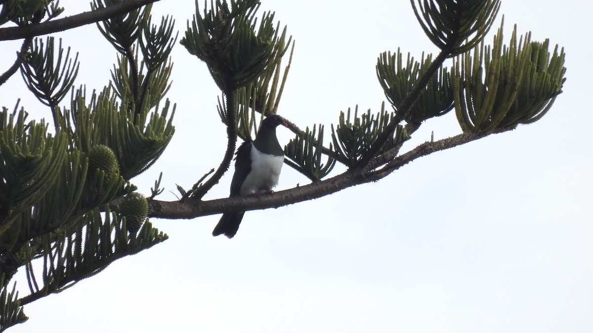 New Zealand Pigeon - ML646573548