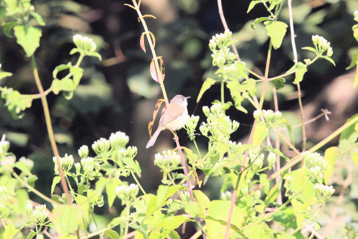 Gray-breasted Prinia - ML646573549