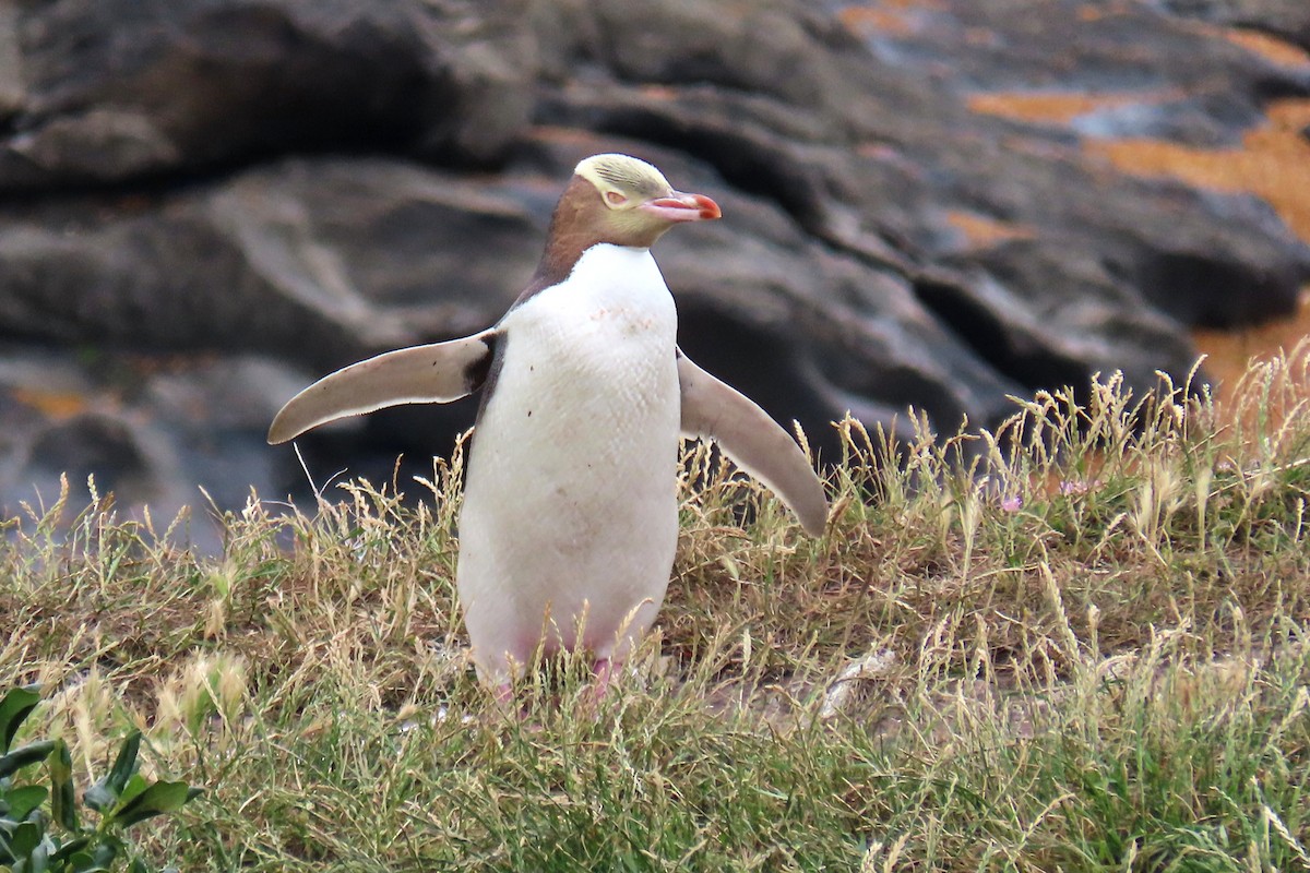 Yellow-eyed Penguin - ML646573550