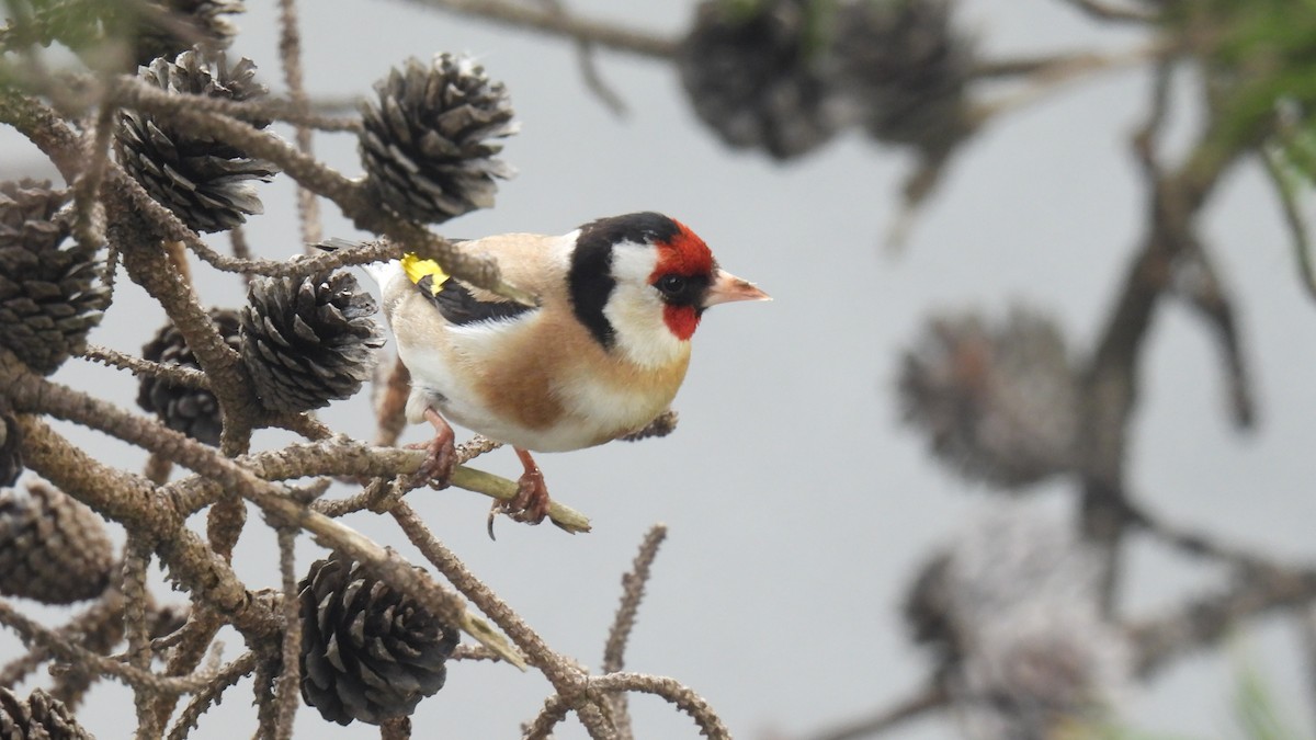 European Goldfinch - ML646573557