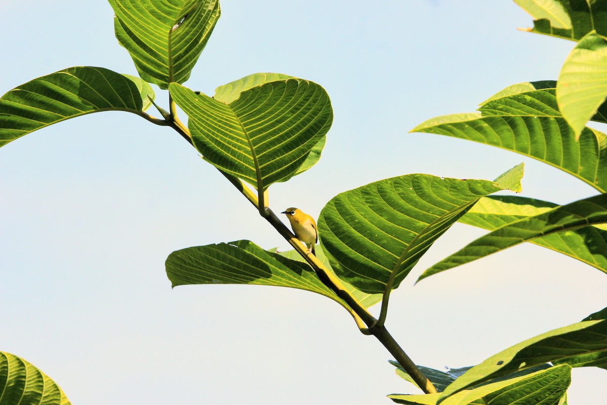 Indian White-eye - ML646573558
