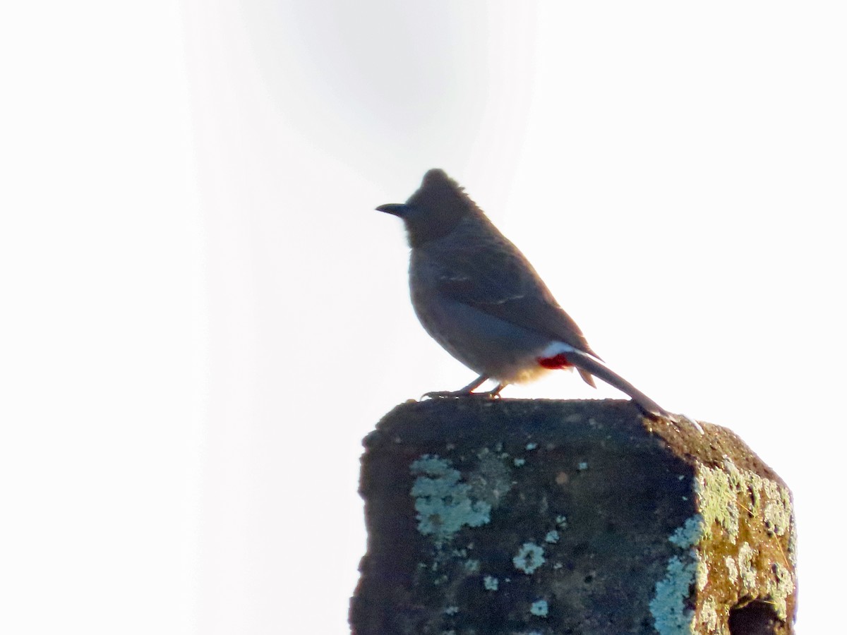 Red-vented Bulbul - ML646573566