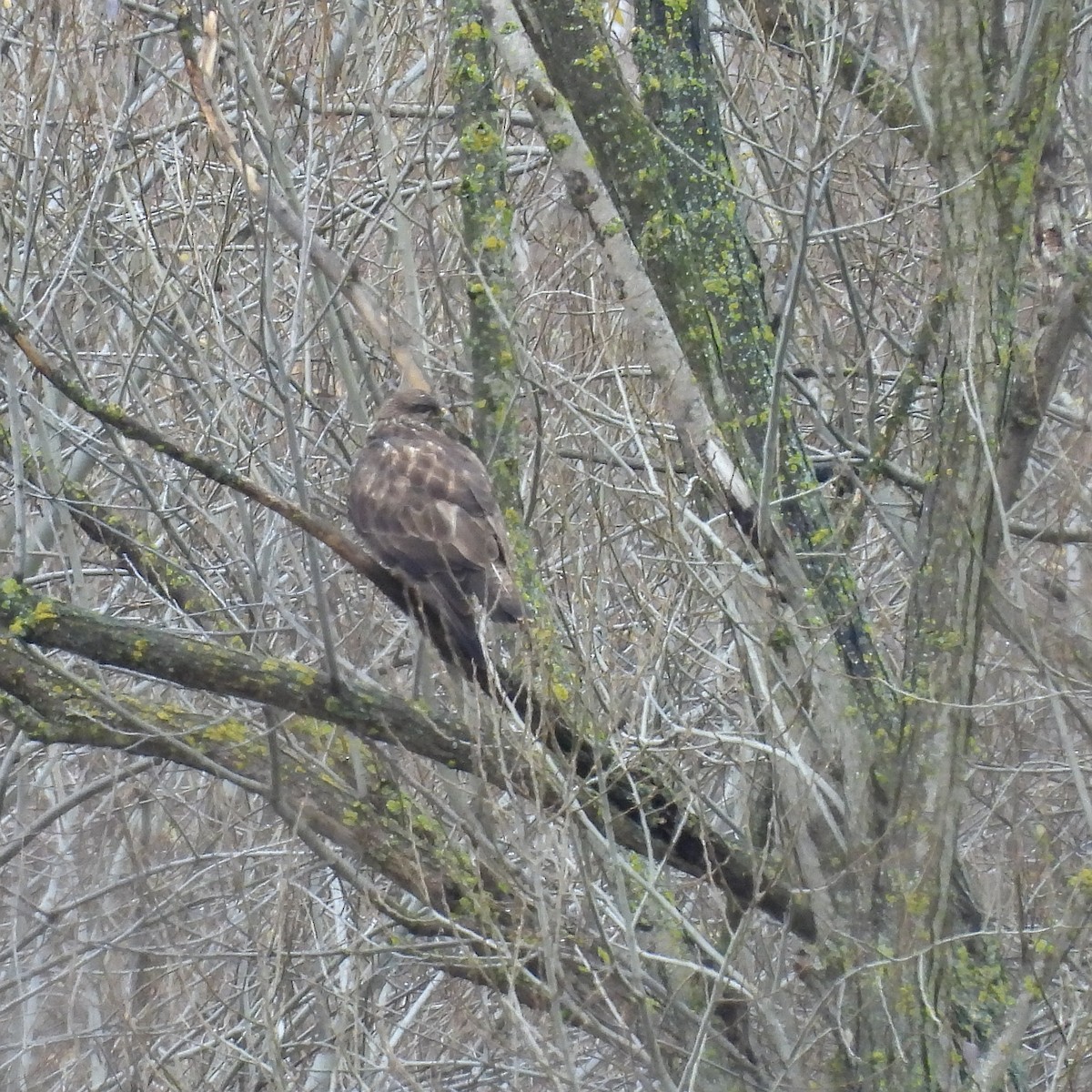 עקב חורף - ML646573572