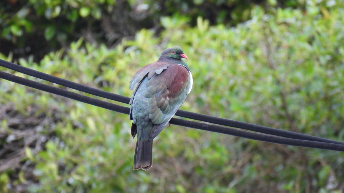 New Zealand Pigeon - ML646573576