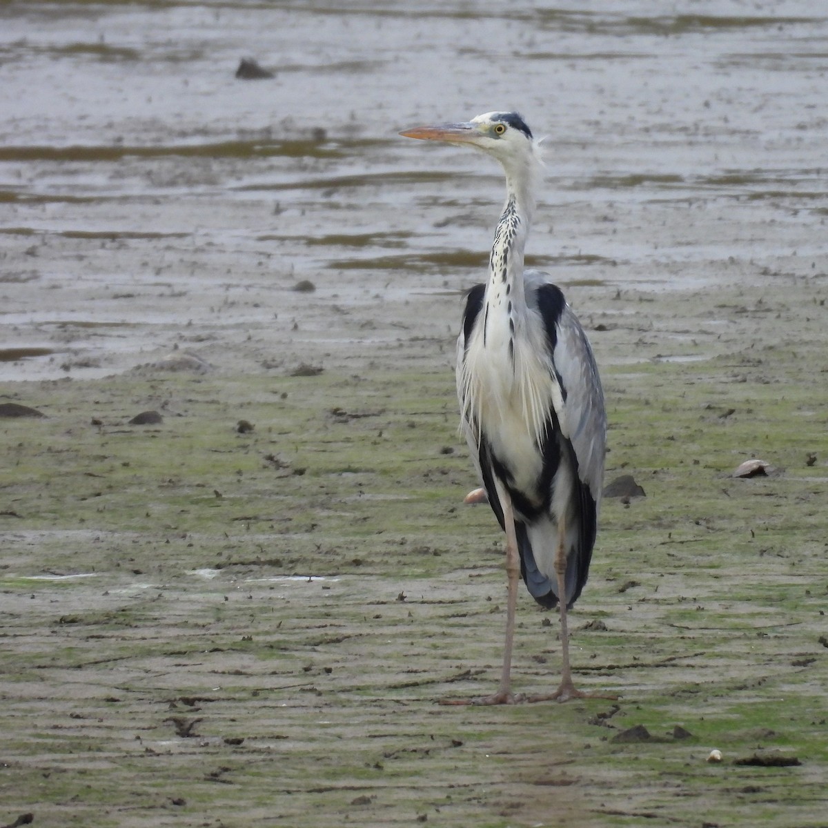 אנפה אפורה - ML646573577