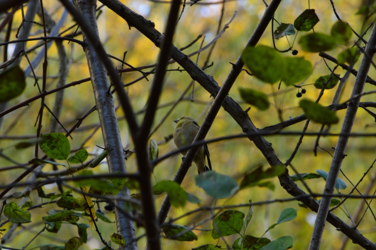 American Goldfinch - ML646573579