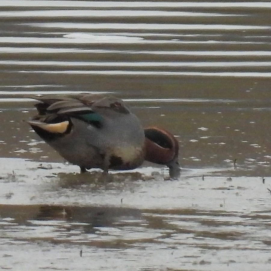 שרשיר - ML646573580