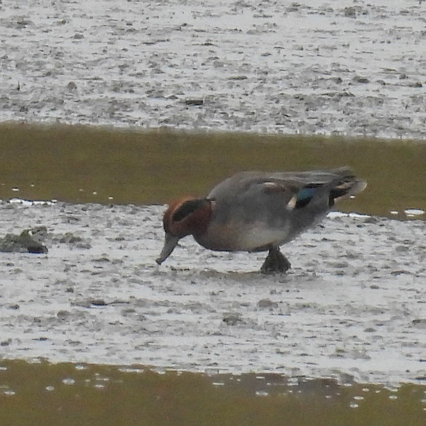 שרשיר - ML646573581
