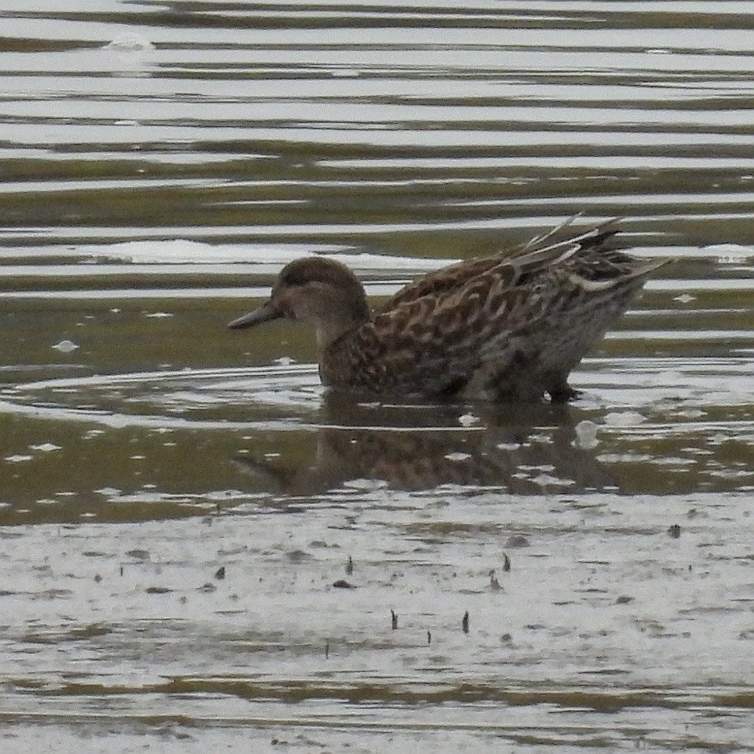 שרשיר - ML646573582