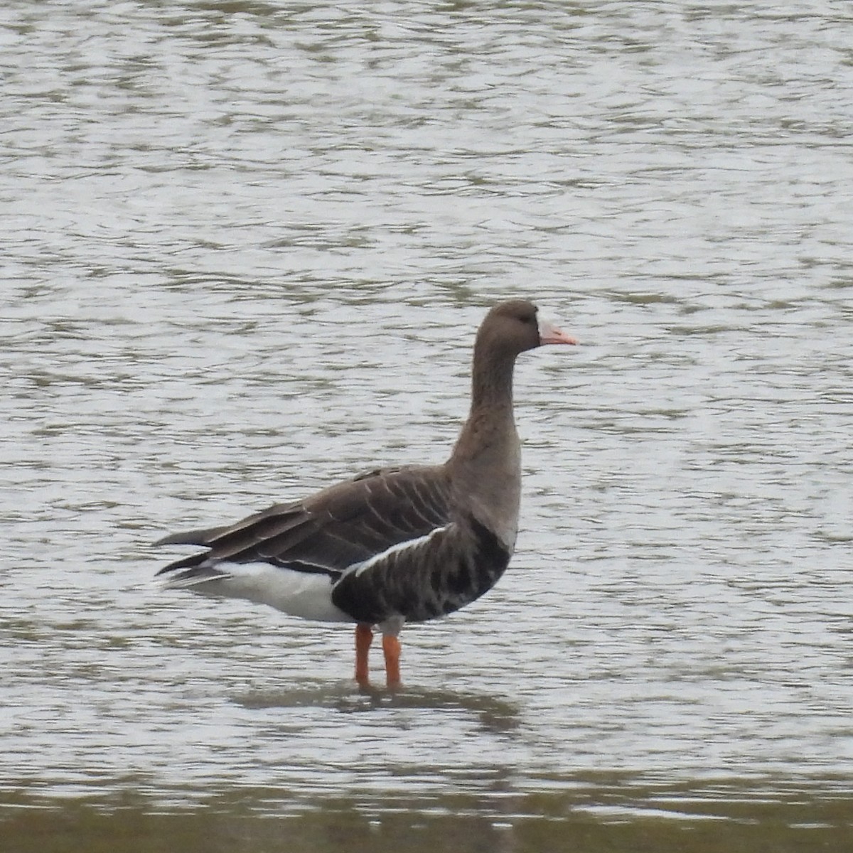 אווז לבן-מצח - ML646573587