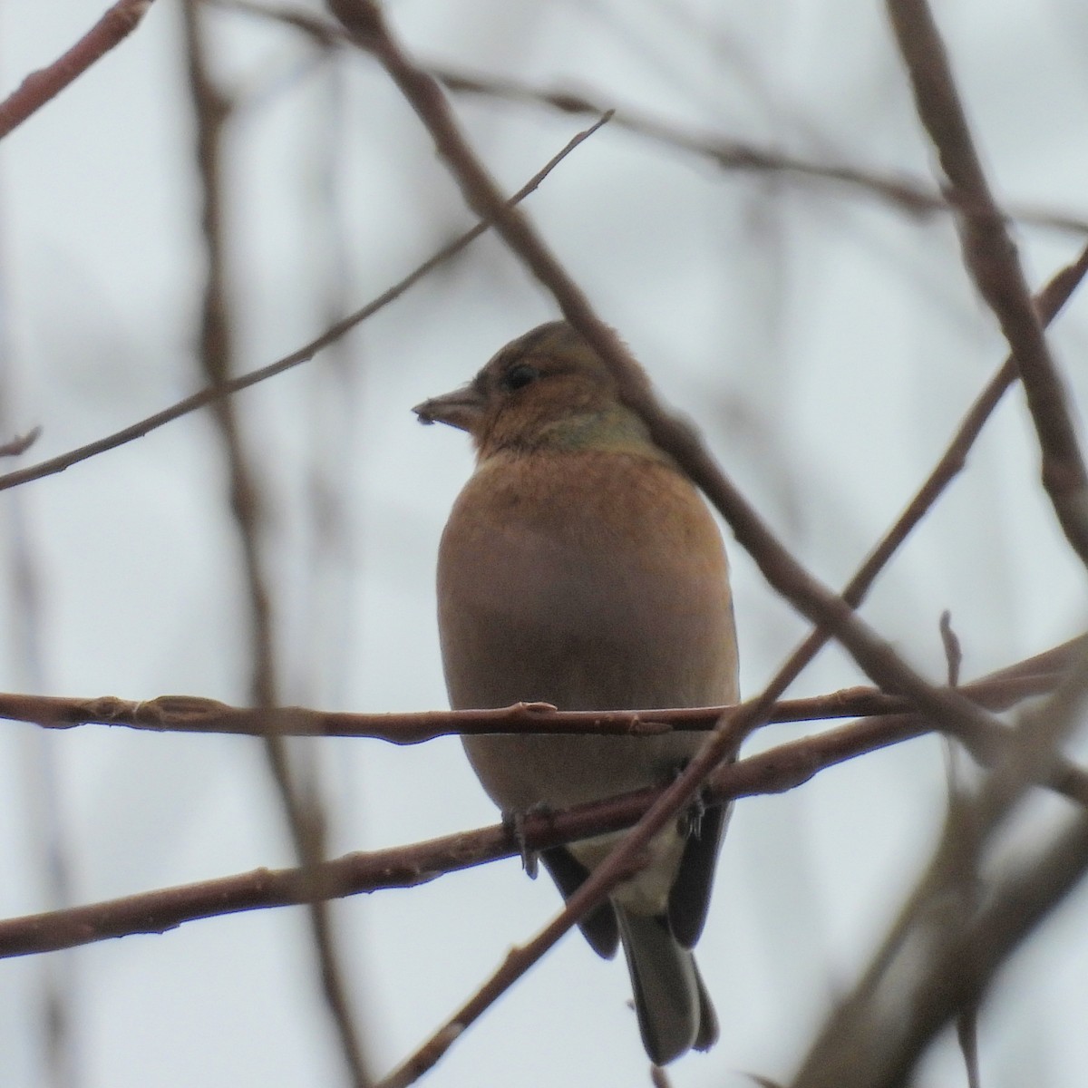 פרוש מצוי - ML646573590