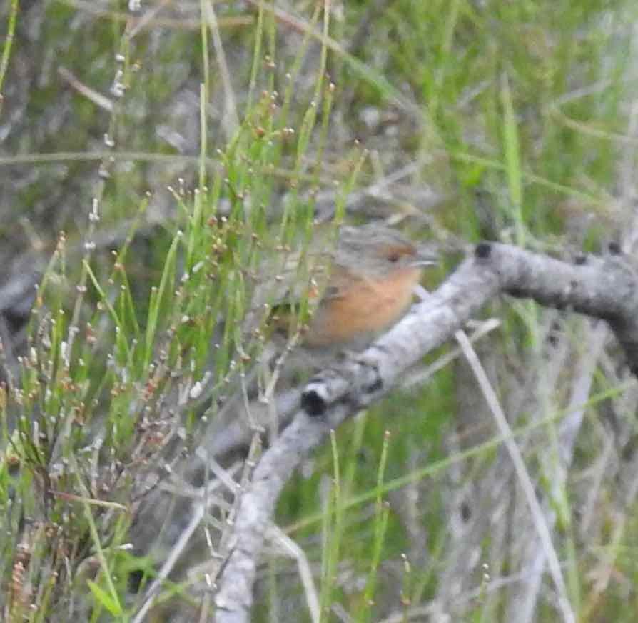 Southern Emuwren - ML646573592