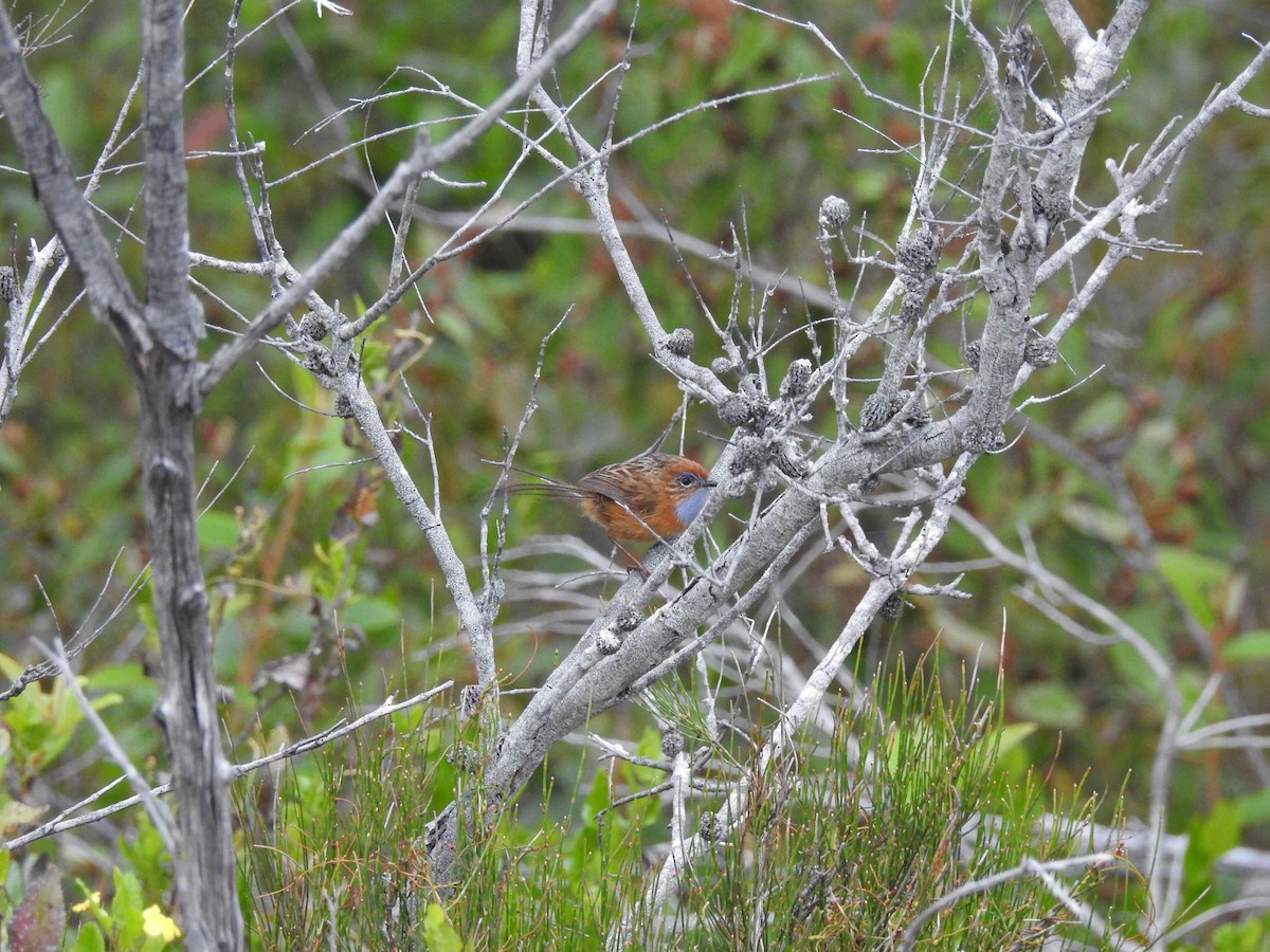 Southern Emuwren - ML646573593