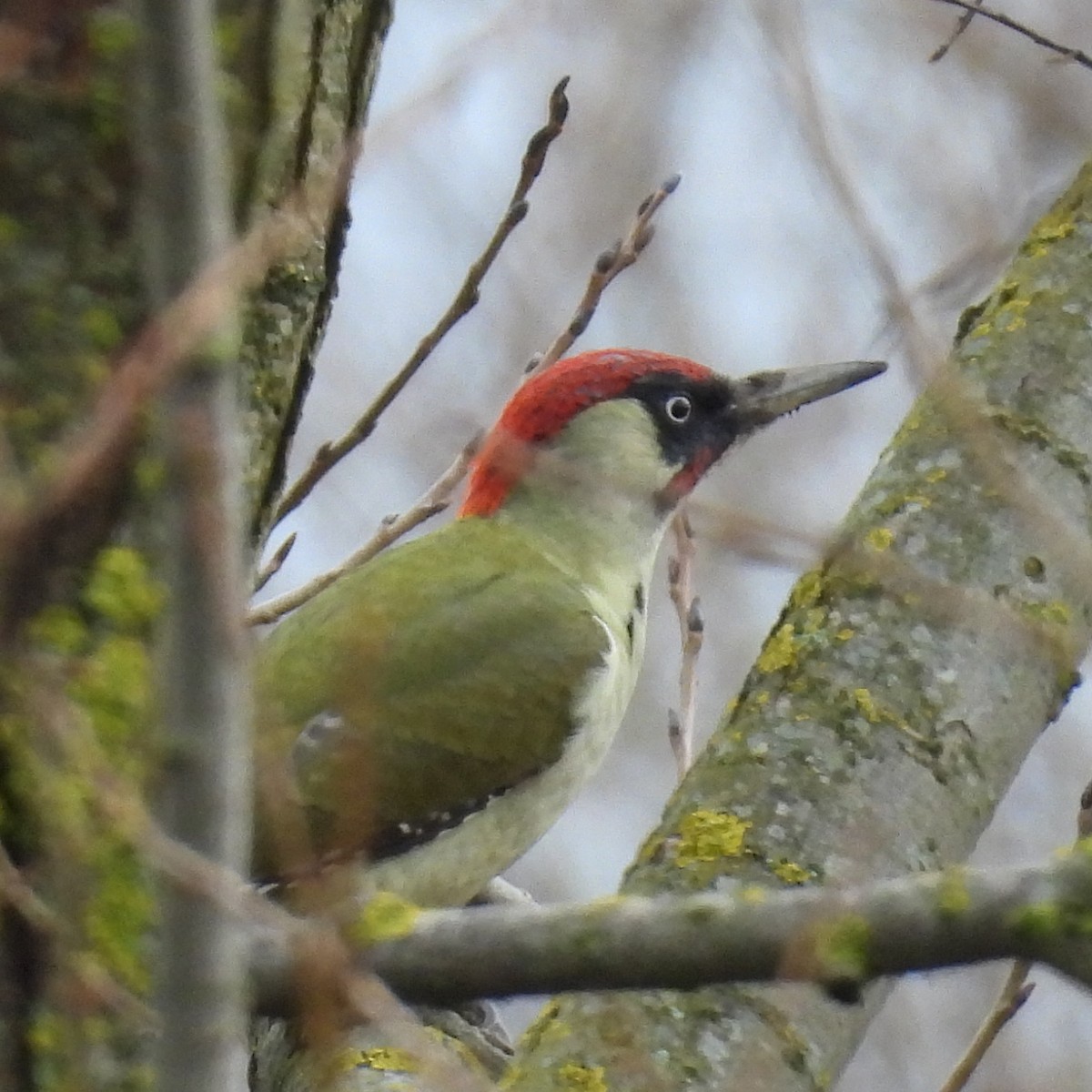 נקר ירוק - ML646573594