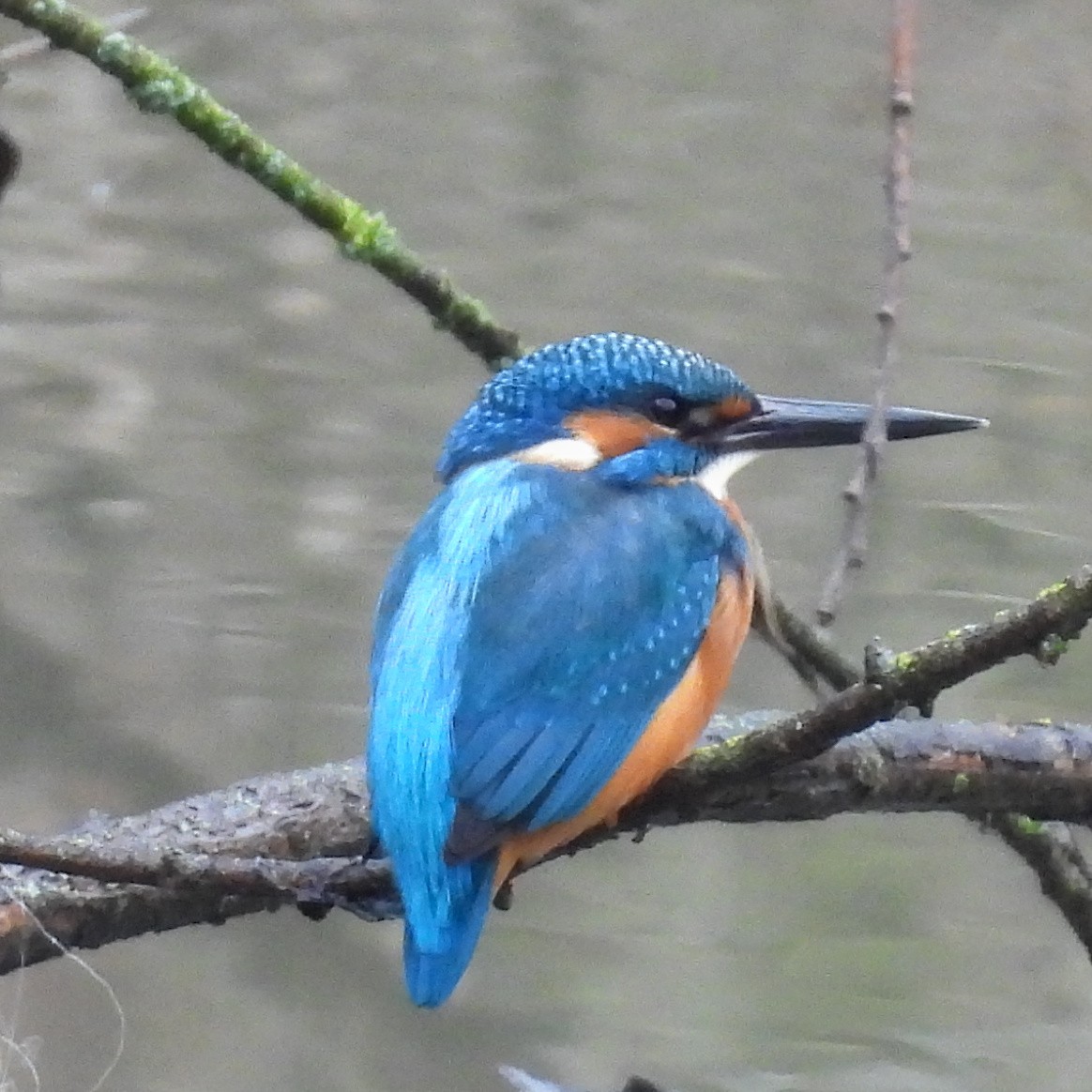 שלדג גמדי - ML646573595