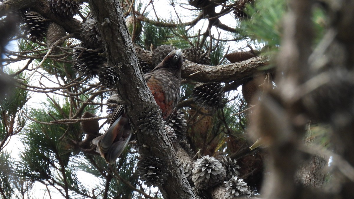 New Zealand Kaka - ML646573596