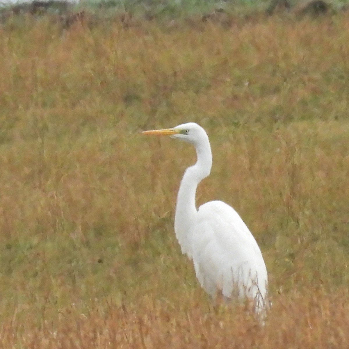 לבנית גדולה - ML646573597