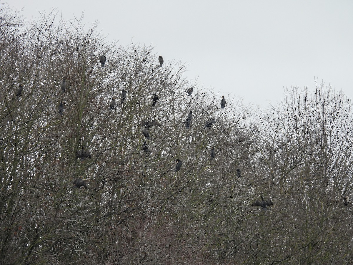 קורמורן גדול - ML646573598