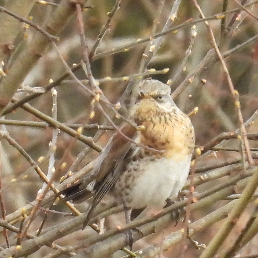 קיכלי אפור - ML646573600