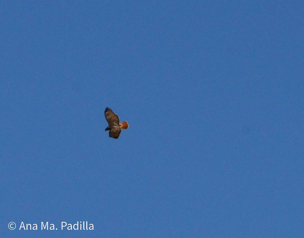 Red-tailed Hawk - ML646573604